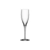 Online Orrefors More champagneglas 4 stk.