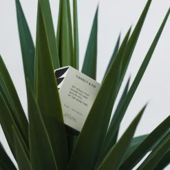 Candly & Co No. 4 Candle, Set goals that scare you and excite you at the same time><noscript><img width=